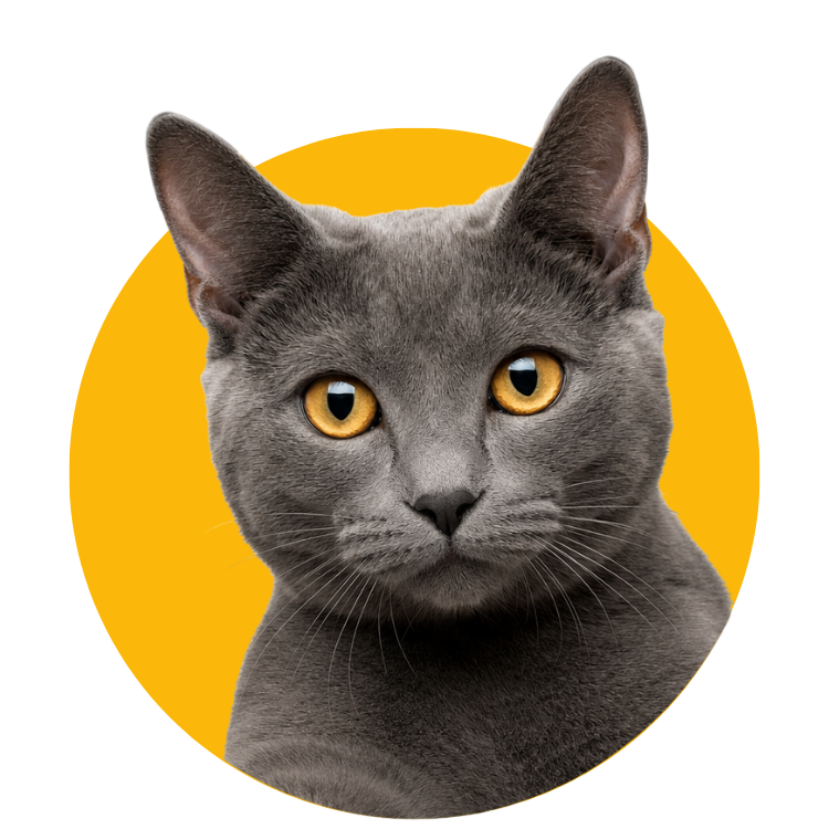 Rações para gatos
