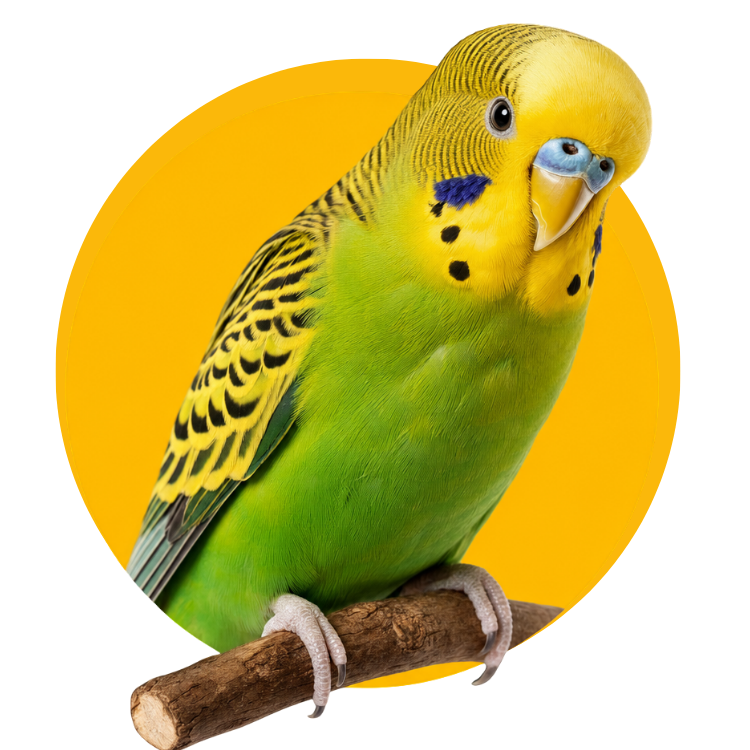 TUDO PARA AVES