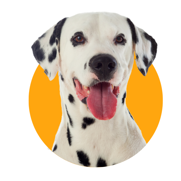 Rações para cachorro